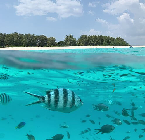 Snorkeling a Zanzibar